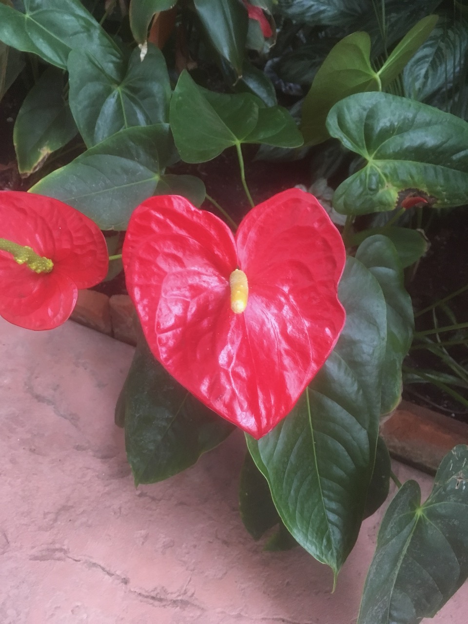A heart-shaped red flower